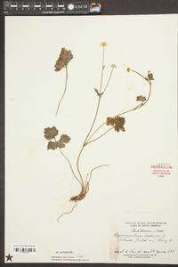 Ranunculus repens image