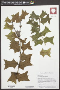 Ilex cornuta image