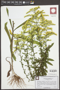 Solidago nemoralis var. haleana image