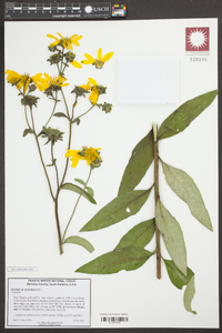 Silphium asteriscus image