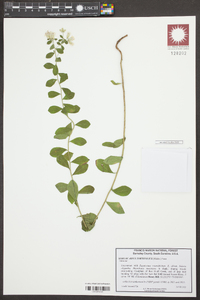 Sericocarpus tortifolius image