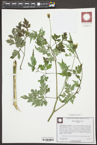 Bidens bipinnata image