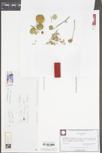 Urena lobata image