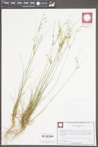 Juncus coriaceus image