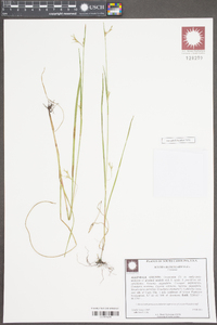 Scleria reticularis image