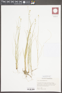 Carex radiata image