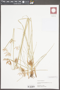 Cyperus rotundus image