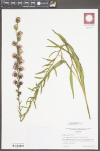 Liatris aspera image