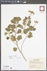 Garberia heterophylla image