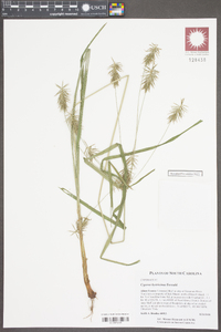 Cyperus hystricinus image