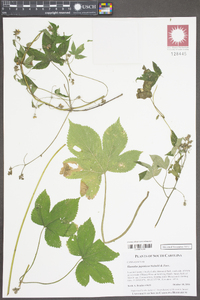 Humulus japonicus image