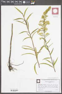 Solidago tortifolia image