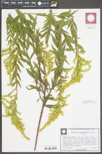 Solidago leavenworthii image