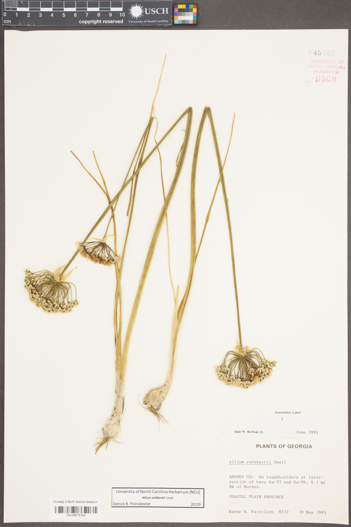 Allium cuthbertii image