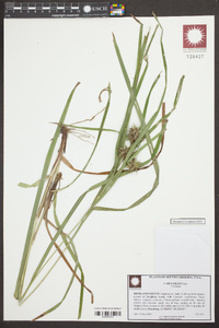 Carex grayi image