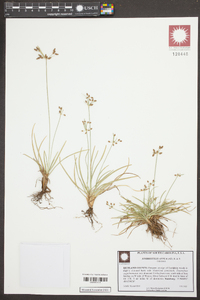 Fimbristylis annua image