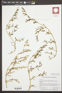 Sesuvium maritimum image