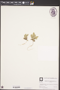Hieracium albiflorum image