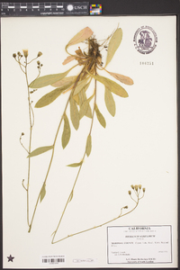 Hieracium albiflorum image