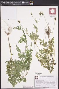 Bidens bipinnata image