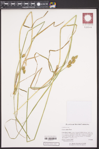 Carex alata image