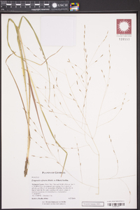 Eragrostis refracta image
