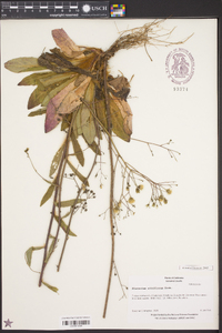 Hieracium albiflorum image