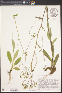 Hieracium albiflorum image