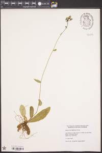 Hieracium albiflorum image