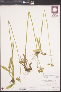 Hieracium caespitosum image