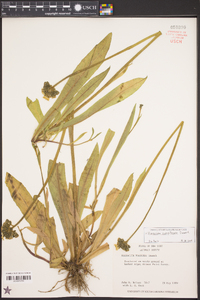 Hieracium caespitosum image