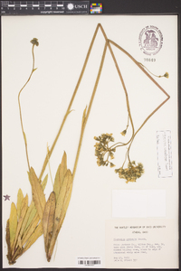 Hieracium caespitosum image