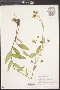 Hieracium canadense image