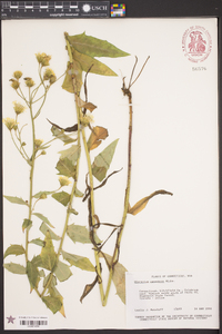 Hieracium canadense image