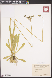 Hieracium piloselloides image