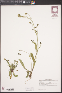 Hieracium gracile image