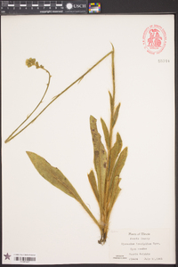 Hieracium longipilum image