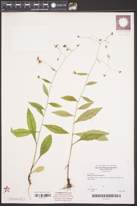 Hieracium paniculatum image