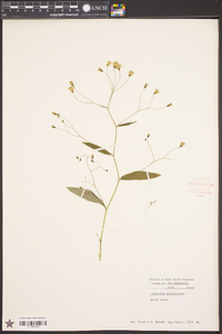 Hieracium paniculatum image