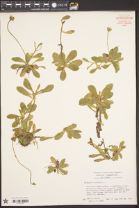 Hieracium pilosella image