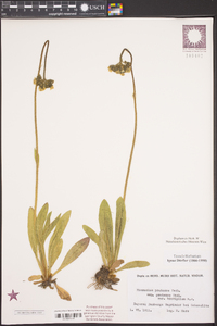 Hieracium caespitosum image