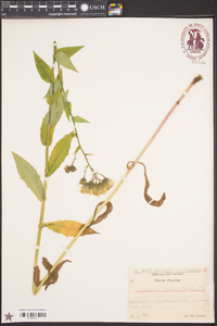 Hieracium prenanthoides image