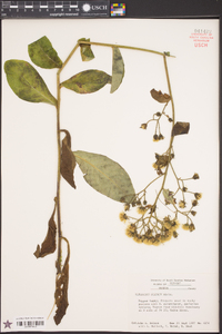 Hieracium scabrum image