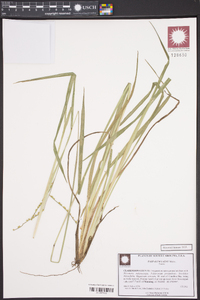 Paspalum laeve image