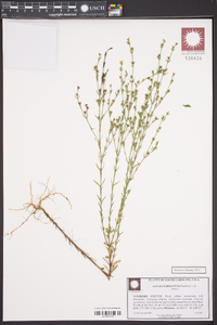 Linum floridanum image