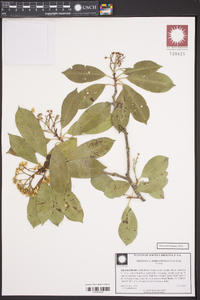 Photinia serratifolia image