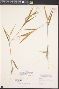 Dichanthelium oligosanthes image
