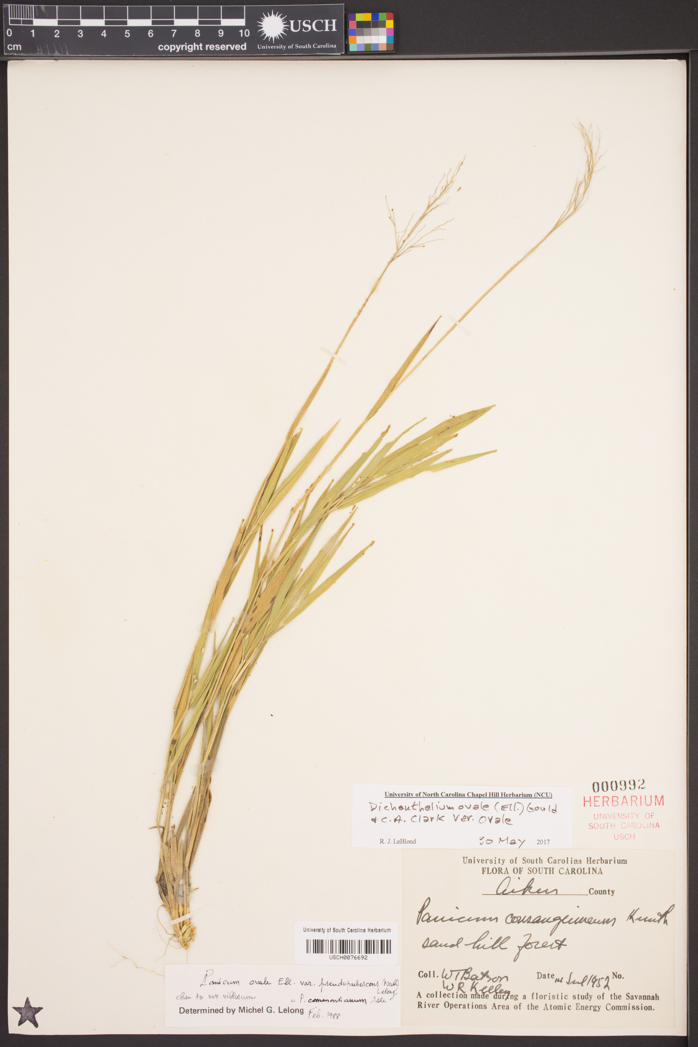 Dichanthelium ovale var. ovale image