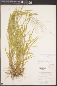 Dichanthelium ovale var. addisonii image