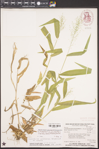 Dichanthelium polyanthes image